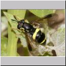 Chrysotoxum bicinctum - Zweiband-Wespenschwebfliege w11.jpg